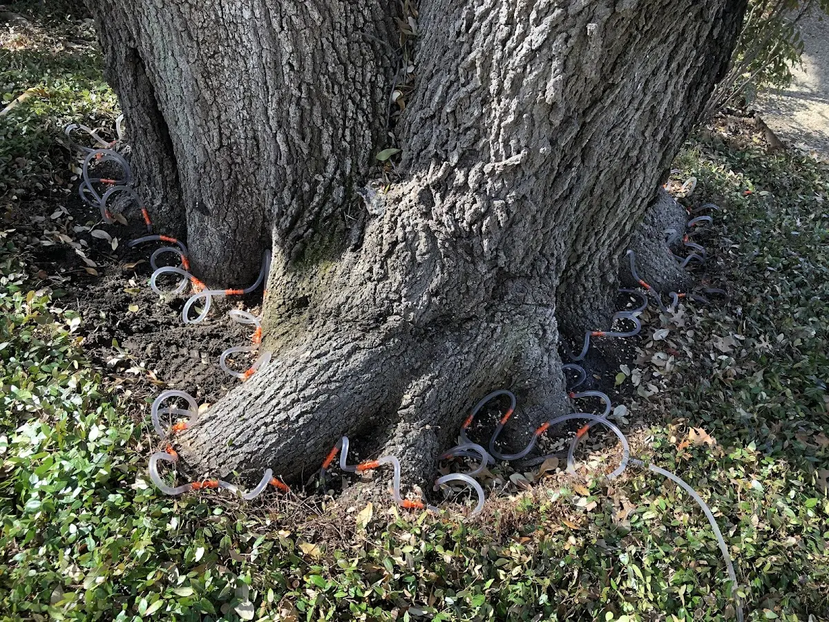 Detailed Tree Cabling and Bracing job site in West Tisbury