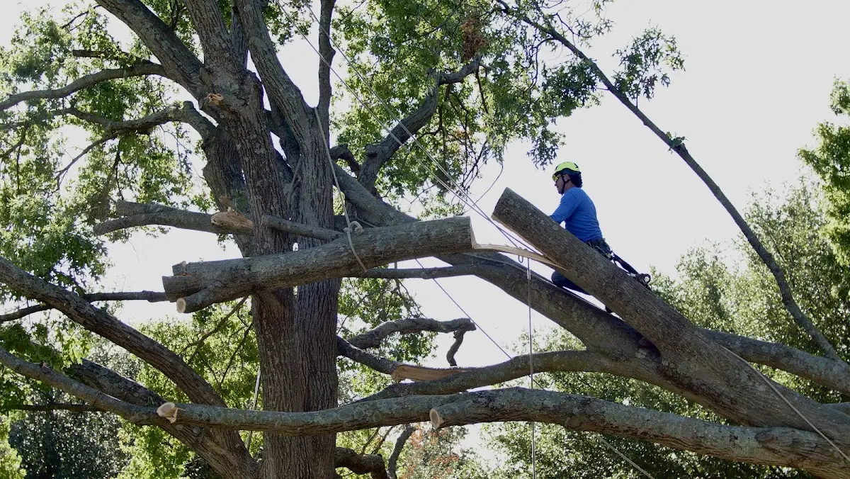 Professional Crown Thinning performed by certified arborists in West Tisbury